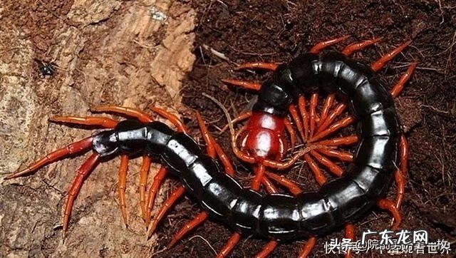 蜈蚣咬伤的症状和治疗 蜈蚣咬伤了怎么办