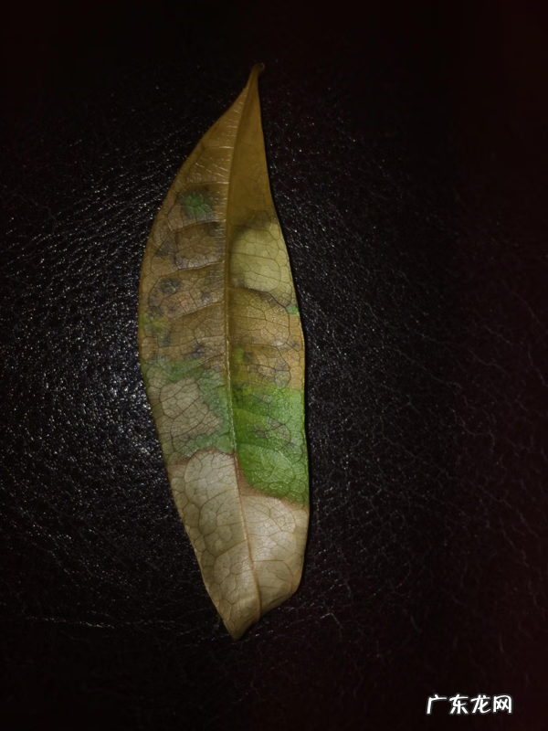 好的风水对人有什么好处 怎样的洋人