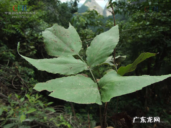鸡头为什么那么稳定 鸡头的图案