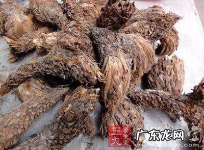 鸡头为什么那么稳定 鸡头的图案