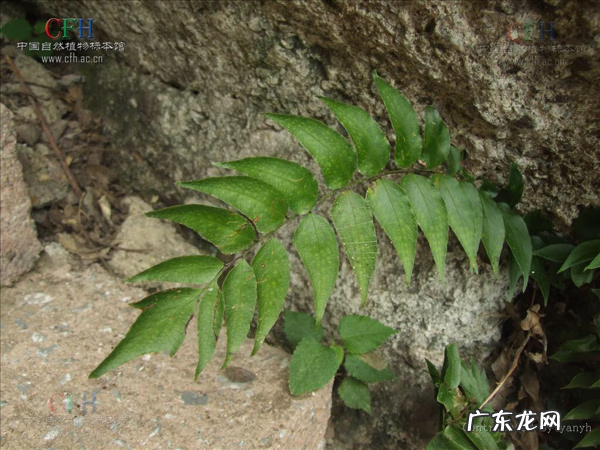 鸡头为什么那么稳定 鸡头的图案