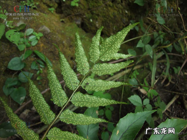 鸡头为什么那么稳定 鸡头的图案