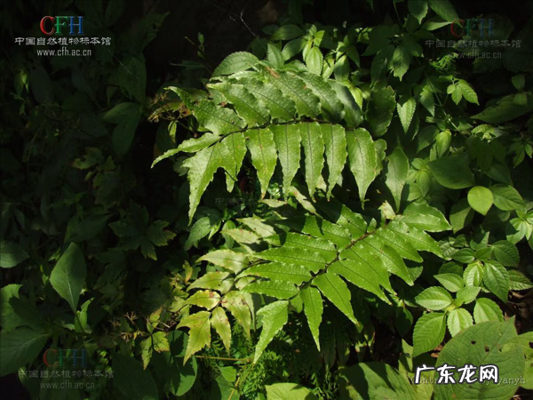 鸡头为什么那么稳定 鸡头的图案