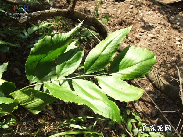 鸡头为什么那么稳定 鸡头的图案