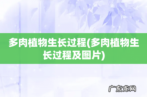 多肉植物生长过程及图片 多肉植物生长过程