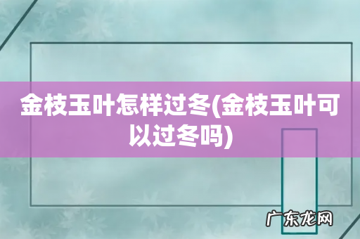 金枝玉叶可以过冬吗 金枝玉叶怎样过冬