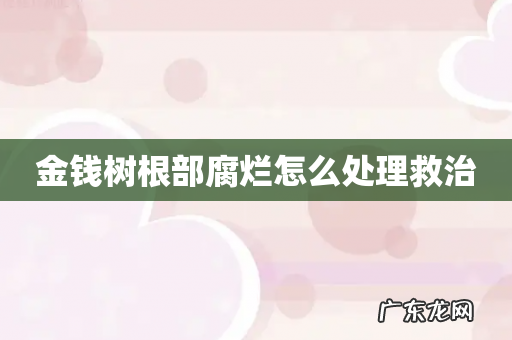 金钱树根部腐烂怎么处理救治