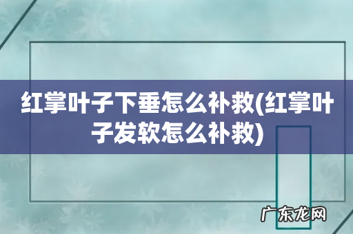红掌叶子发软怎么补救 红掌叶子下垂怎么补救