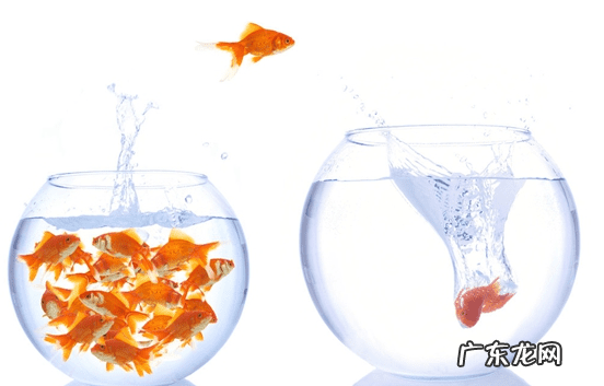 死水塘会有鱼吗 风水鱼死了