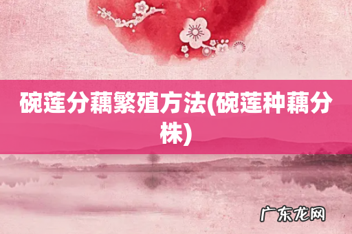 碗莲种藕分株 碗莲分藕繁殖方法