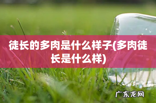 多肉徒长是什么样 徒长的多肉是什么样子