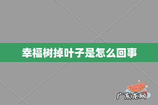 幸福树掉叶子是怎么回事