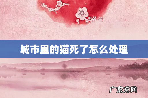 城市里的猫死了怎么处理