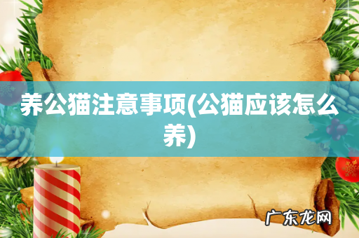 公猫应该怎么养 养公猫注意事项