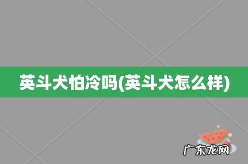 英斗犬怎么样 英斗犬怕冷吗