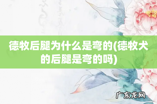 德牧犬的后腿是弯的吗 德牧后腿为什么是弯的