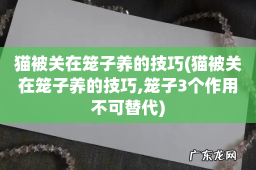 猫被关在笼子养的技巧,笼子3个作用不可替代 猫被关在笼子养的技巧