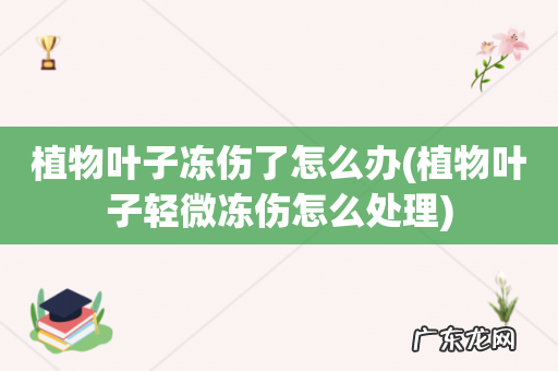 植物叶子轻微冻伤怎么处理 植物叶子冻伤了怎么办