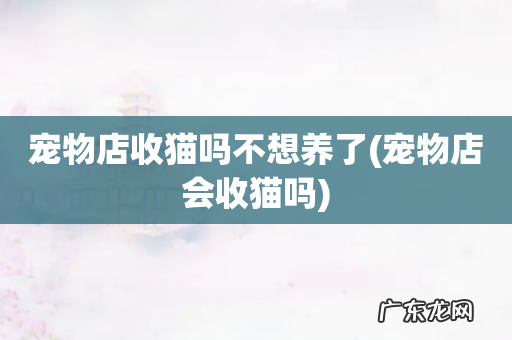 宠物店会收猫吗 宠物店收猫吗不想养了