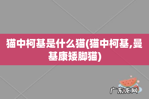 猫中柯基,曼基康矮脚猫 猫中柯基是什么猫