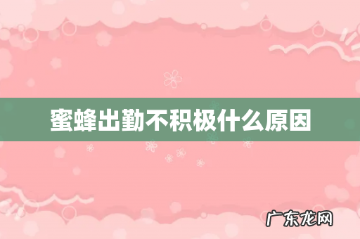 蜜蜂出勤不积极什么原因