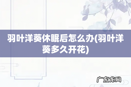 羽叶洋葵多久开花 羽叶洋葵休眠后怎么办
