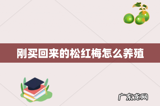 刚买回来的松红梅怎么养殖