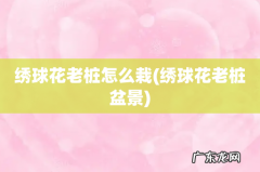 绣球花老桩盆景 绣球花老桩怎么栽