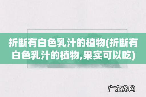 折断有白色乳汁的植物,果实可以吃 折断有白色乳汁的植物