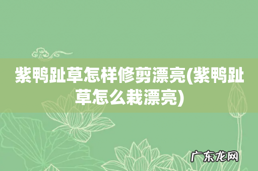 紫鸭趾草怎么栽漂亮 紫鸭趾草怎样修剪漂亮