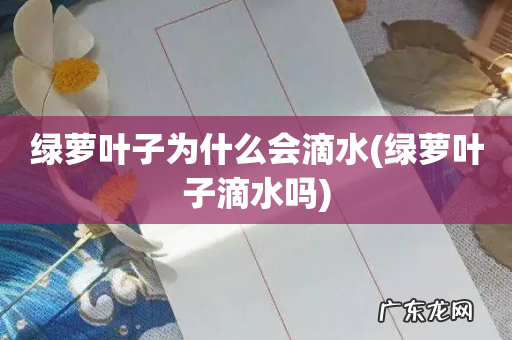 绿萝叶子滴水吗 绿萝叶子为什么会滴水