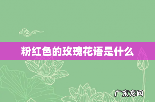 粉红色的玫瑰花语是什么