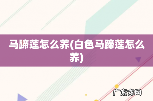 白色马蹄莲怎么养 马蹄莲怎么养