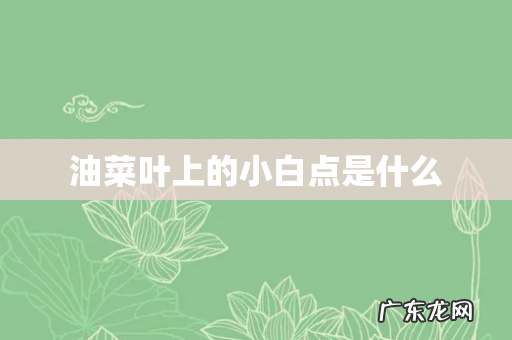 油菜叶上的小白点是什么