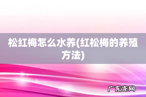 红松梅的养殖方法 松红梅怎么水养