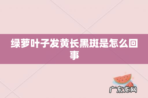绿萝叶子发黄长黑斑是怎么回事