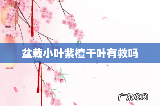 盆栽小叶紫檀干叶有救吗