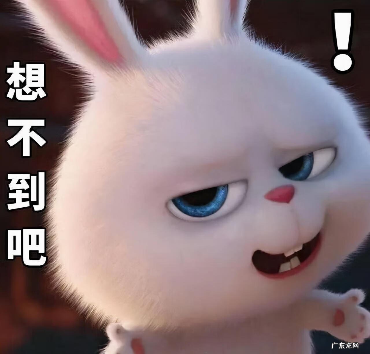 兔子有什么成语 兔子的成语有哪些