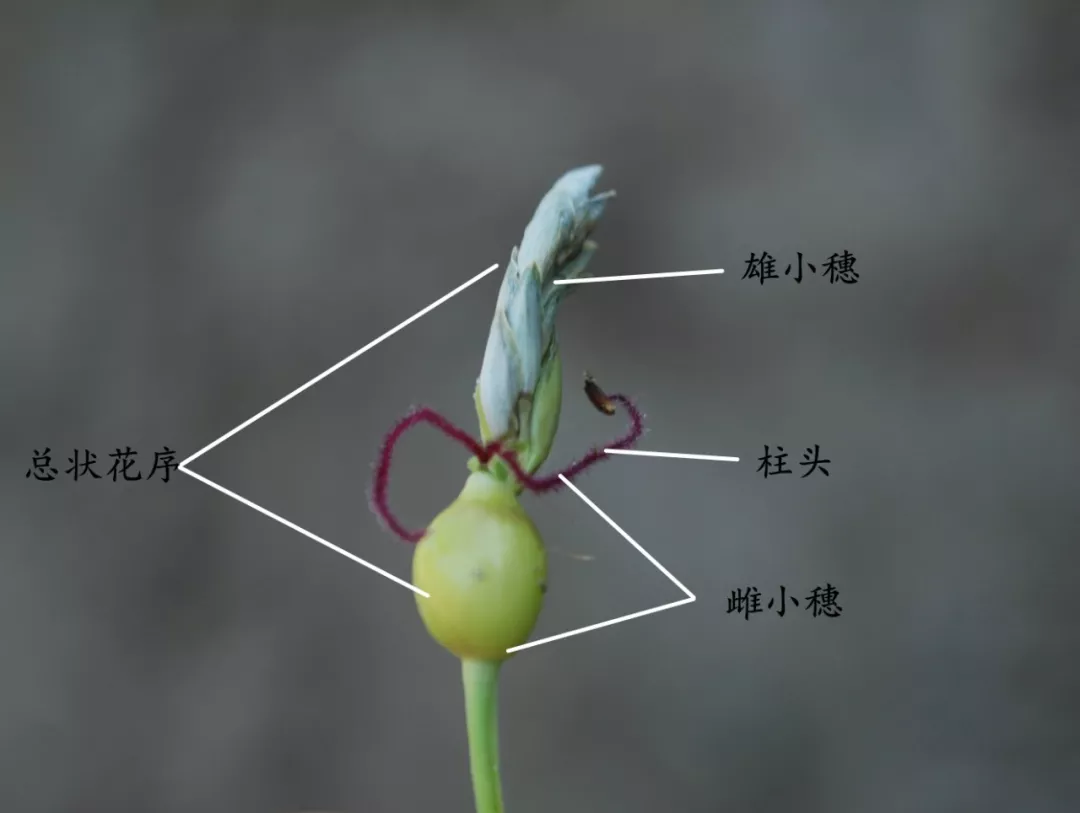 薏仁米的做法 薏米仁