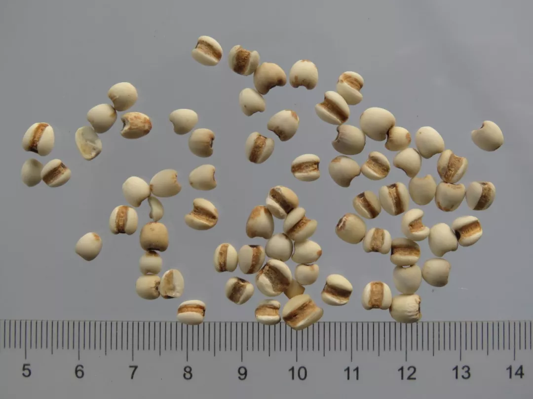 薏仁米的做法 薏米仁