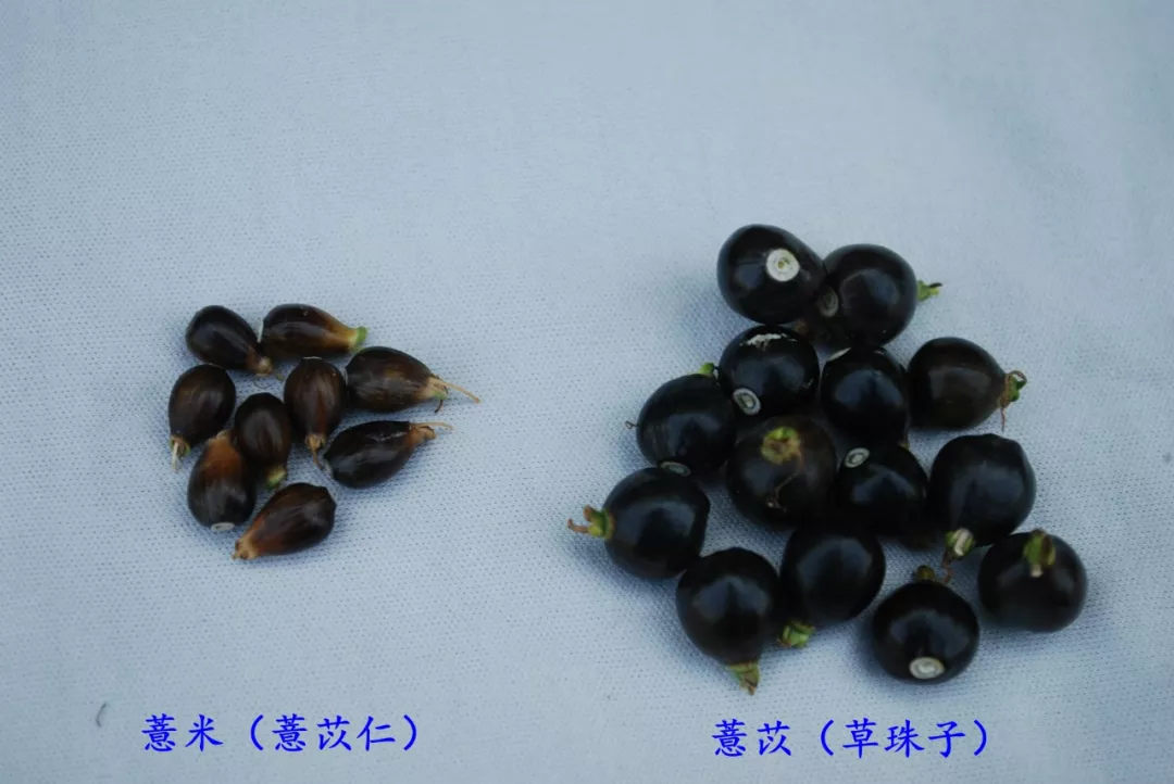 薏仁米的做法 薏米仁