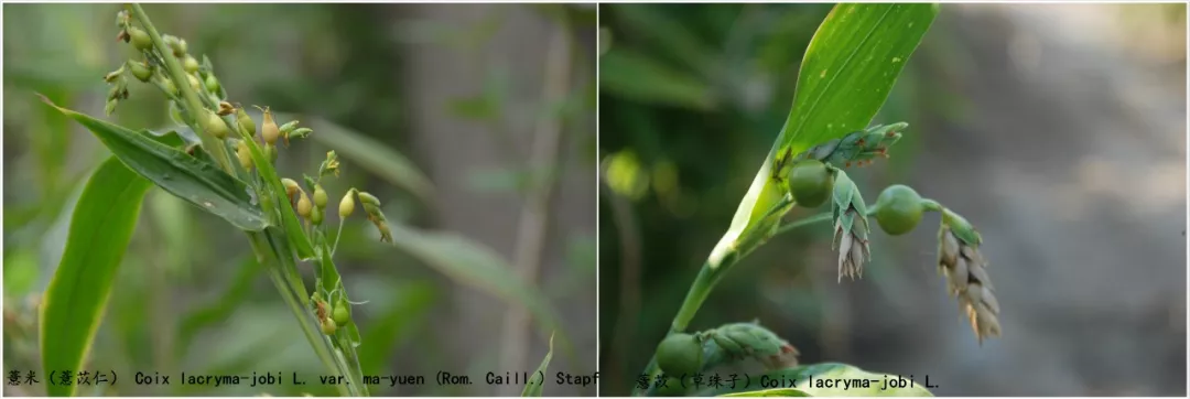 薏仁米的做法 薏米仁