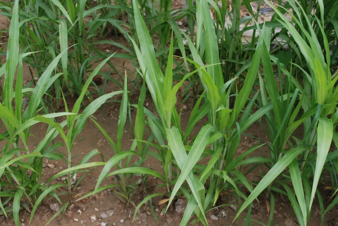 薏仁米的做法 薏米仁