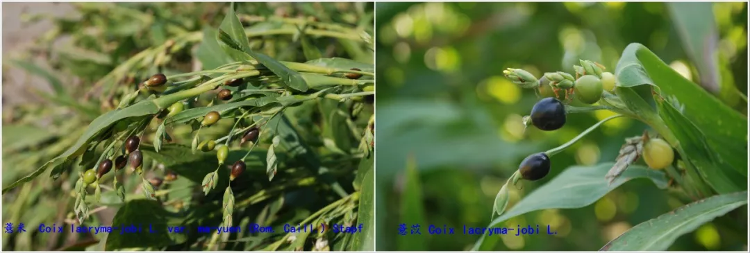 薏仁米的做法 薏米仁