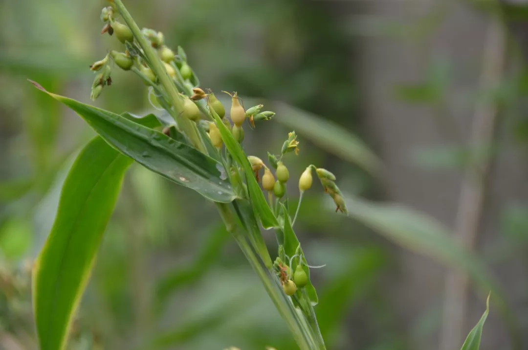 薏仁米的做法 薏米仁