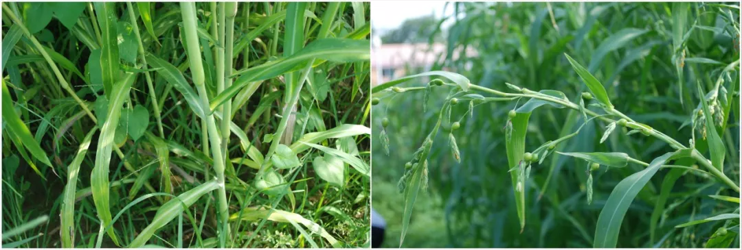 薏仁米的做法 薏米仁