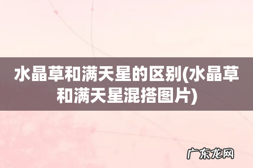 水晶草和满天星混搭图片 水晶草和满天星的区别