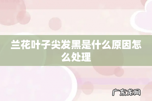 兰花叶子尖发黑是什么原因怎么处理