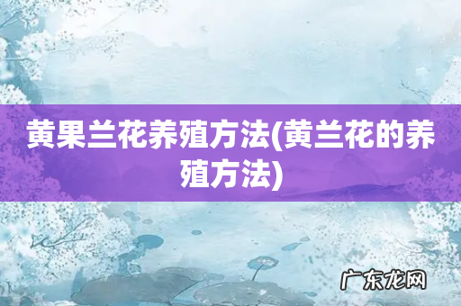 黄兰花的养殖方法 黄果兰花养殖方法
