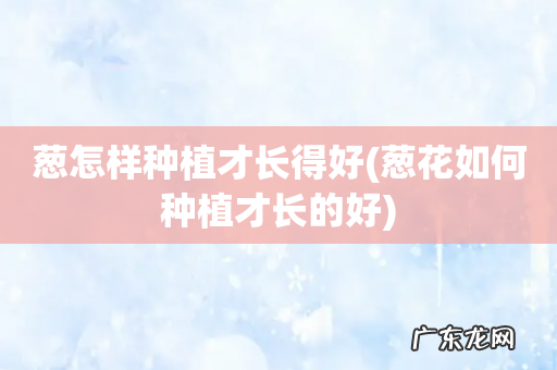 葱花如何种植才长的好 葱怎样种植才长得好